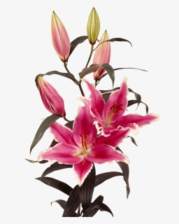 Oriental Lily Oriental Lily Oriental Lily - Oriental Lily Png, Transparent Png, Transparent PNG