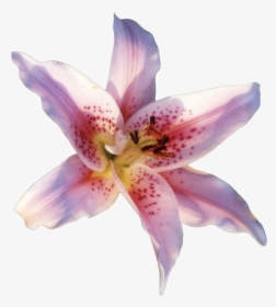 Lily Flower Transparent Gif, HD Png Download, Transparent PNG