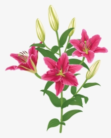 Lily Lilium Female Liliaceae Flower, HD Png Download, Transparent PNG