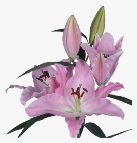 Single Lily With Transparent Background, HD Png Download, Transparent PNG