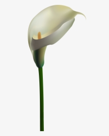 White Calla Lily Png Clipart , Png Download - Calla Lily Border Transparent, Png Download, Transparent PNG