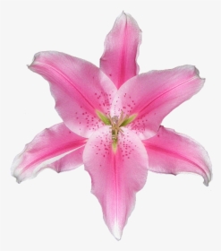 Lily, Pink, White, Isolated, Graphically, Decor, Design - Stargazer Lily, HD Png Download, Transparent PNG