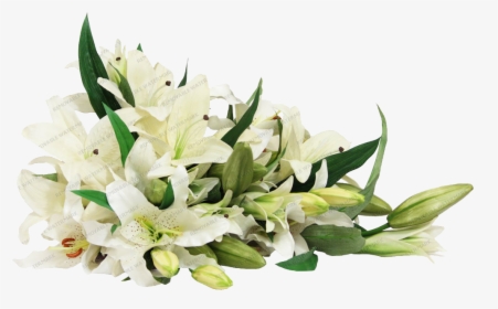 White Lilies Flower Png, Transparent Png, Transparent PNG