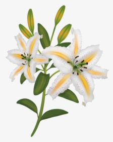 Fleurs Flores Flowers Bloemen - Lilies Painting Transparent, HD Png Download, Transparent PNG
