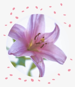 Flower Delivery Philippines Lily Funeral Flowers - Lily, HD Png Download, Transparent PNG