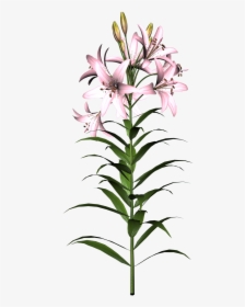 Transparent Free Clipart Lily - Lily Flower, HD Png Download, Transparent PNG