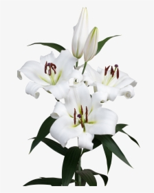 Stargazer Lily Png, Transparent Png, Transparent PNG