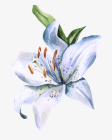 Transparent Stargazer Lily Clipart - Lily Flower Watercolor Painting, HD Png Download, Transparent PNG
