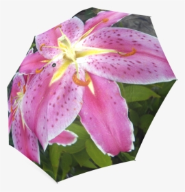 Pink Lily Dream Foldable Umbrella - Tiger Lily, HD Png Download, Transparent PNG