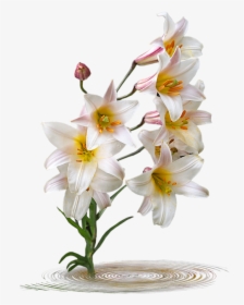 Lily, HD Png Download, Transparent PNG