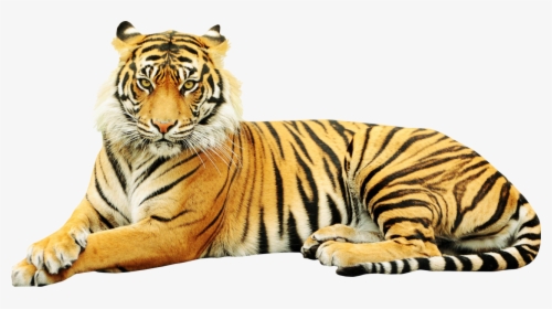 Sumatran Tiger Zoo Wildlife Sticker White Tiger - Point Defiance Zoo & Aquarium, HD Png Download, Transparent PNG