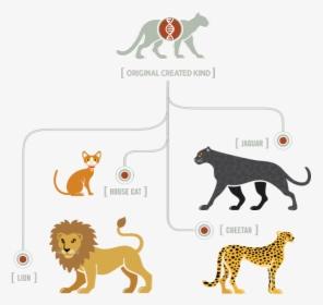 Kinds Of Cats, HD Png Download, Transparent PNG