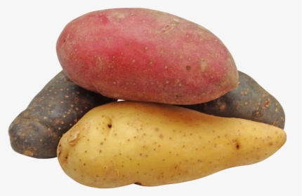 Potato Fingerling Rainbow Free Picture - Red Potatoes Transparent Background, HD Png Download, Transparent PNG