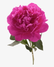 Fuchsia Peony - Peony, HD Png Download, Transparent PNG