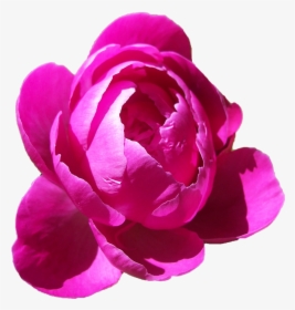 Peonies Clipart Pink Peony - Peony Flower Pink Png, Transparent Png, Transparent PNG