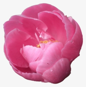 Download Peony Png Pic - Peonies With Transparent Background, Png Download, Transparent PNG