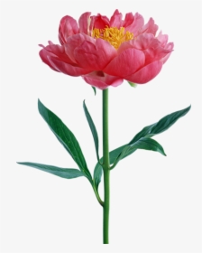 Transparent Pink Peony Png - Flower Peony Png, Png Download, Transparent PNG