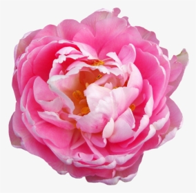 Rose Flower Pink Png - Transparent Pink Flowers Png, Png Download, Transparent PNG
