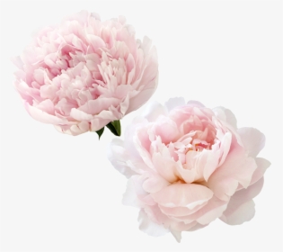 Transparent Peonies Clipart - Transparent Pink Peonies Flower Background, HD Png Download, Transparent PNG