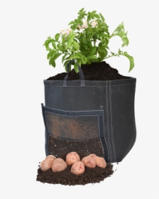 Growing Potato Plant Png, Transparent Png, Transparent PNG
