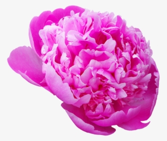 Peony, Transmission, Flowers, Pink Flower - Пион Цветок Пнг, HD Png Download, Transparent PNG
