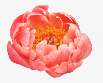 Coral Peony, HD Png Download, Transparent PNG