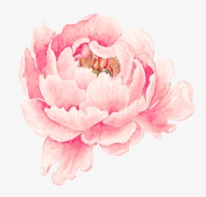 This Graphics Is Pink Peony Flower Transparent Png - 牡丹 水彩, Png Download, Transparent PNG
