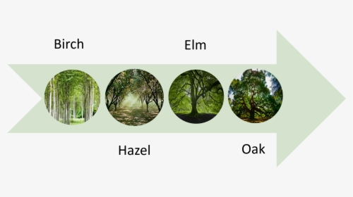 The First People Trees Diagram - Oak, HD Png Download, Transparent PNG