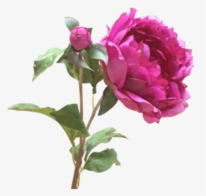 Sarah Shepherd Bright - Amaranthine Flower, HD Png Download, Transparent PNG