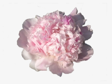 Rosa × Centifolia, HD Png Download, Transparent PNG