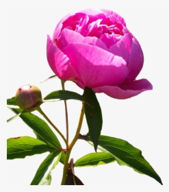 Transparent Poro Png - Peony Flower Png Hd, Png Download, Transparent PNG