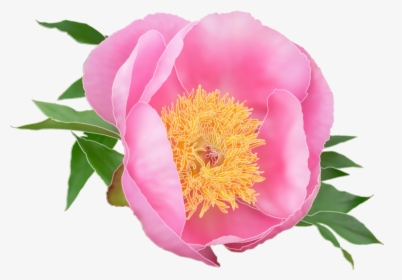 Logo Design By Tyeise For This Project - Common Peony, HD Png Download, Transparent PNG