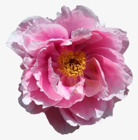 Bunga Mawar Tanpa Background, HD Png Download, Transparent PNG
