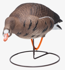 Field Speckle Bellies Left Feeder Goose Hunting Decoy - Turkey, HD Png Download, Transparent PNG