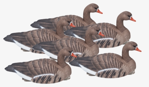 Floating Standard Size Six Pack Of Speckle Bellies - Seaduck, HD Png Download, Transparent PNG