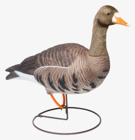 Mallard, HD Png Download, Transparent PNG
