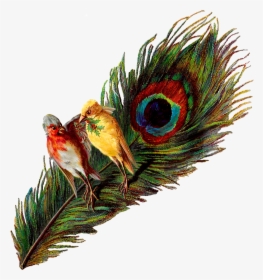 Christmas Birds Peacock Holly Victorian Image Clipart - Vintage Peacock Image Transparent, HD Png Download, Transparent PNG