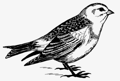Snow Bunting - Sparrow In Line Drawing, HD Png Download, Transparent PNG