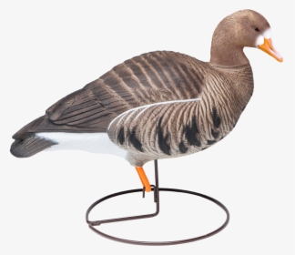 Goose, HD Png Download, Transparent PNG