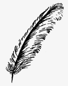 Feather Illustration Image - Bird Feathers Black And White, HD Png Download, Transparent PNG