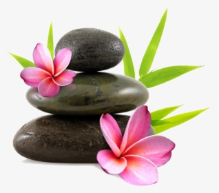 Orchid - Complementary Therapies Of Palliative Care, HD Png Download, Transparent PNG