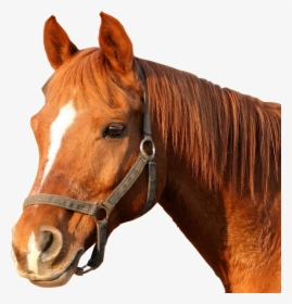Horse Bridle Horses Head Png Image - Horse Head Png, Transparent Png, Transparent PNG