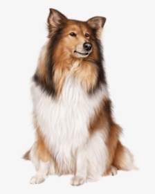 Transparent Sheltie Clipart - Christmas Collie Transparent, HD Png Download, Transparent PNG