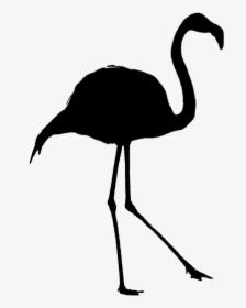 Silhouette, Flamingo, Outline, Bird, Shadow - Silhouettes Of Animals, HD Png Download, Transparent PNG