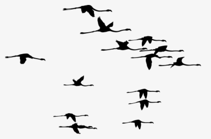 Flamingos, Birds, Silhouette, Flamingo, Animals, Flying - Aşık Noksani Şiirleri, HD Png Download, Transparent PNG