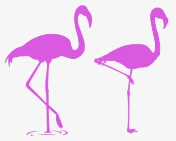 Flamingo Albert Face Transparent