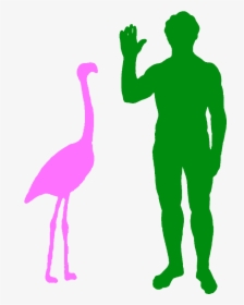 Transparent Flamingo Silhouette Png - Flamingo Compared To Human, Png Download, Transparent PNG