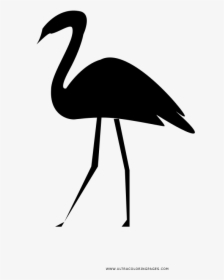 Flamingo Coloring Page - Water Bird, HD Png Download, Transparent PNG