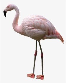 Flamingo Png, Transparent Png, Transparent PNG