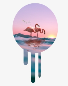 #sticker ##flamingo #pink #laut #sky #awan - Greater Flamingo, HD Png Download, Transparent PNG